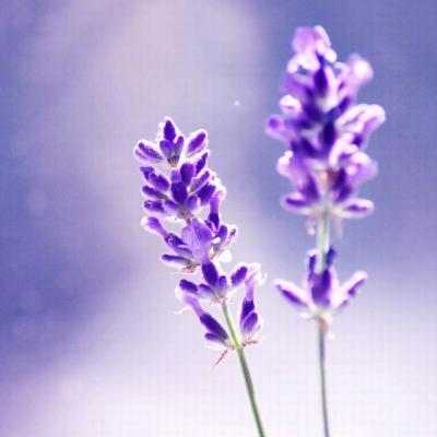 花僮-笑纳子龙